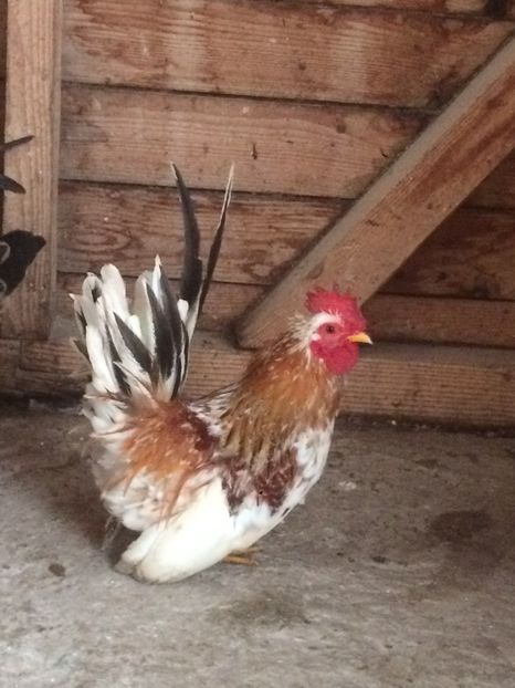 652EB6B6-B863-42A7-BF7E-65CDFE9B78FC - De vanzare