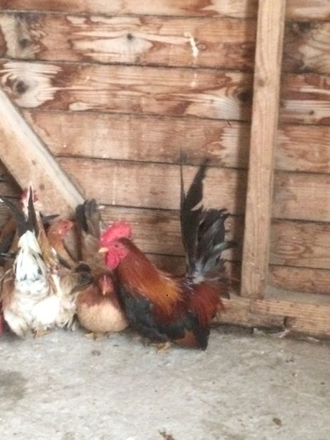 CD45ED76-19BE-419E-8AF5-B7FB79C7AF8D - De vanzare