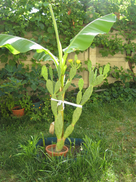 Am inflorit pentru prima data. - 3 FLORI DE CAMERA