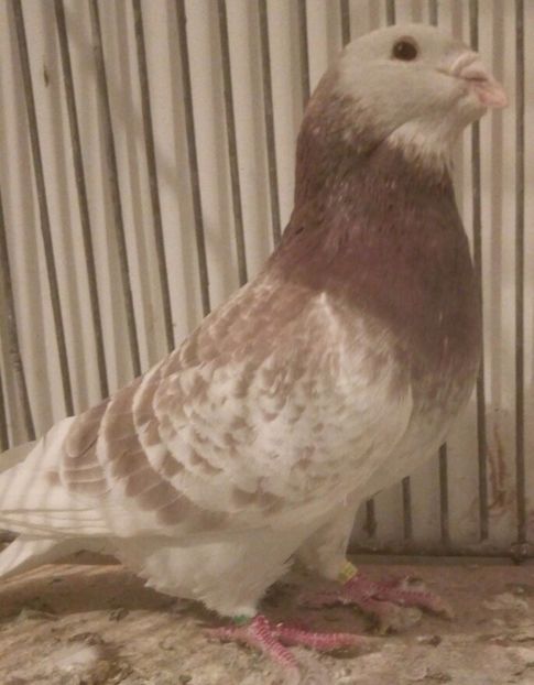  - 3MASCULI VRDF 2018