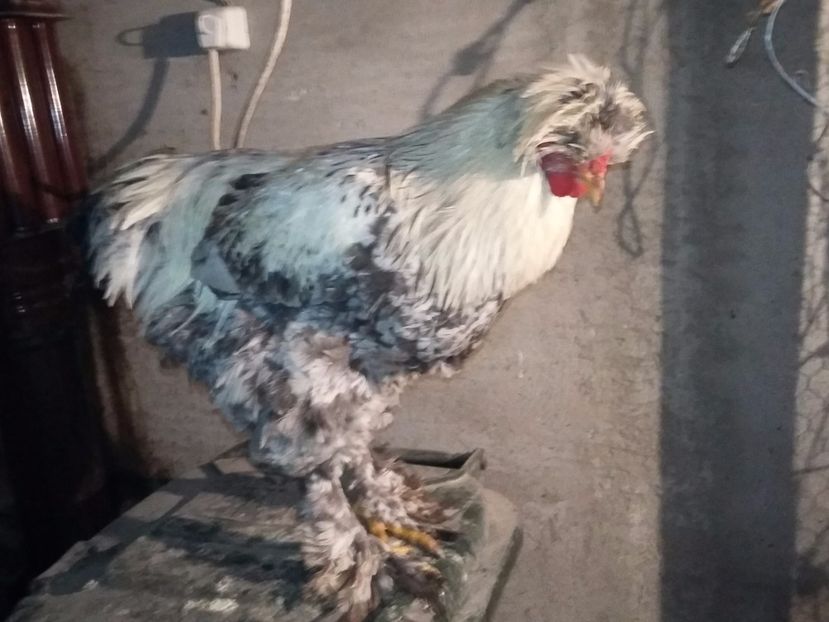  - 00 De vanzare gaini 2018