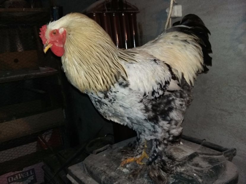  - 00 De vanzare gaini 2018