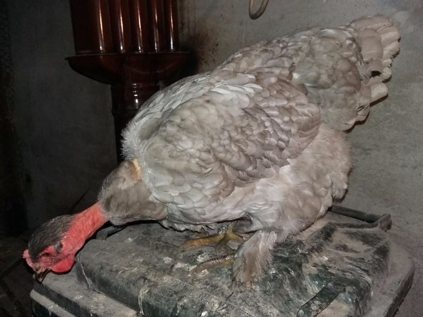  - 00 De vanzare gaini 2018