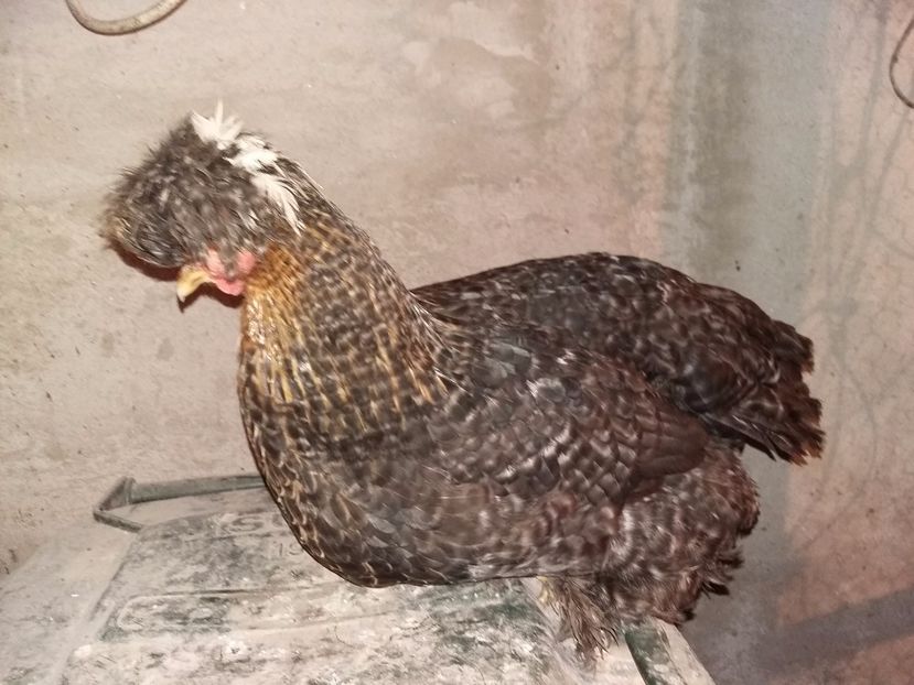  - 00 De vanzare gaini 2018