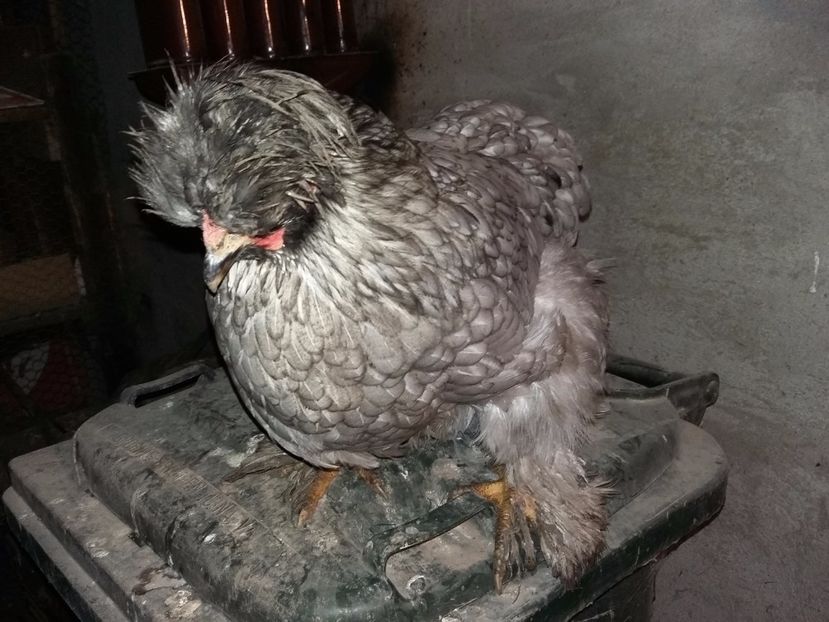  - 00 De vanzare gaini 2018