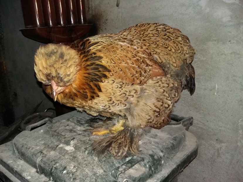  - 00 De vanzare gaini 2018