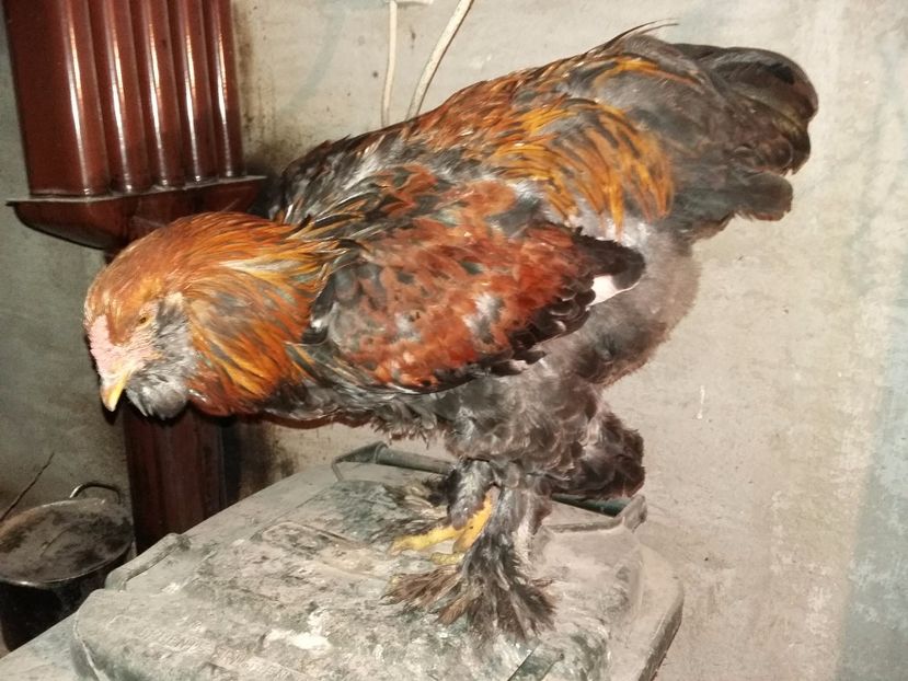  - 00 De vanzare gaini 2018