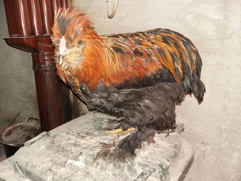  - 00 De vanzare gaini 2018