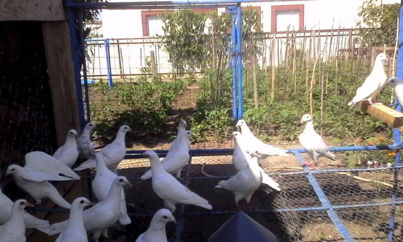 Porumbei albi voiajori - Sectiunea 1D-Porumbei albi voiajori