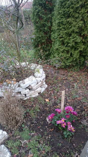  - Gradina si trandafirii 2017- IV