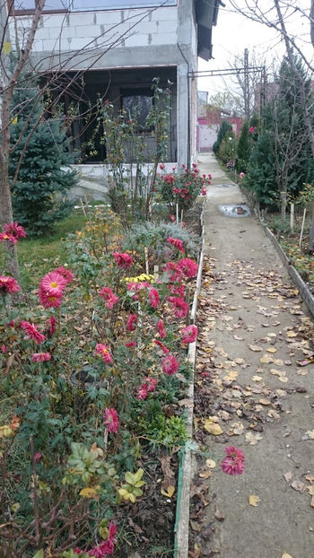  - Gradina si trandafirii 2017- IV