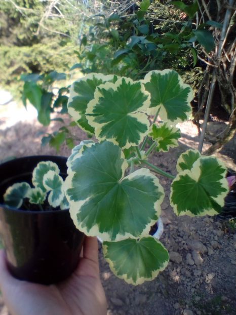  - plante de interior