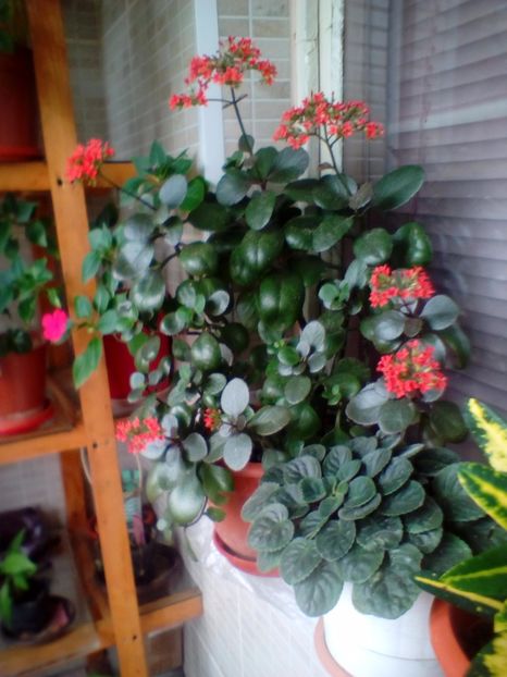  - plante de interior