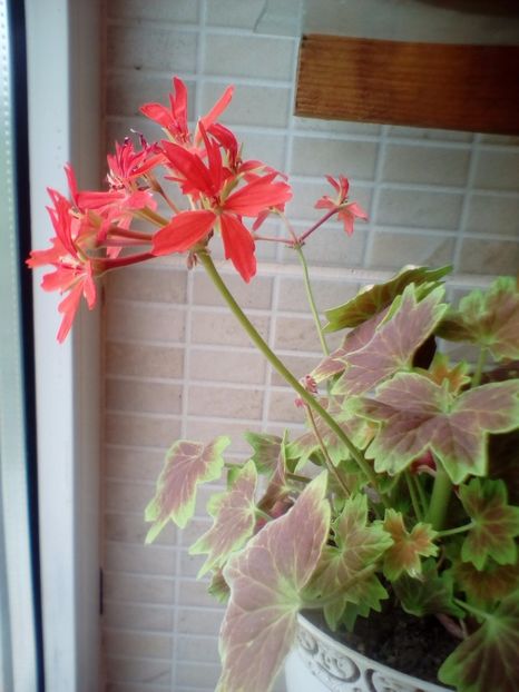  - plante de interior