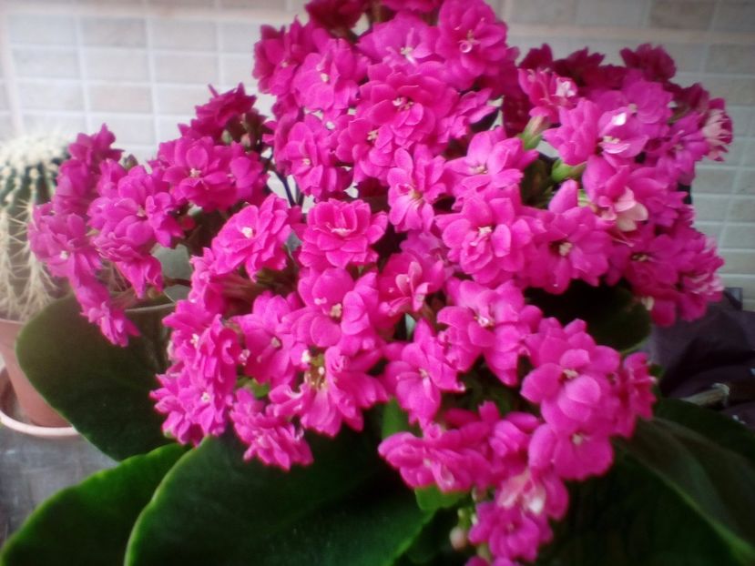  - plante de interior