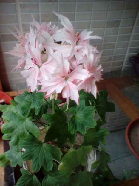  - plante de interior