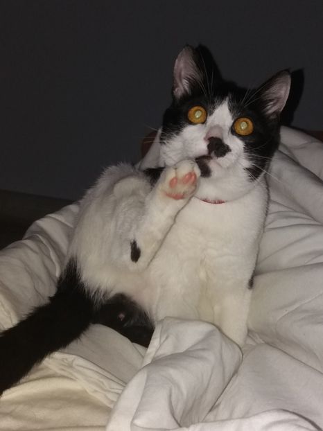  - Duracel în noiembrie 2017