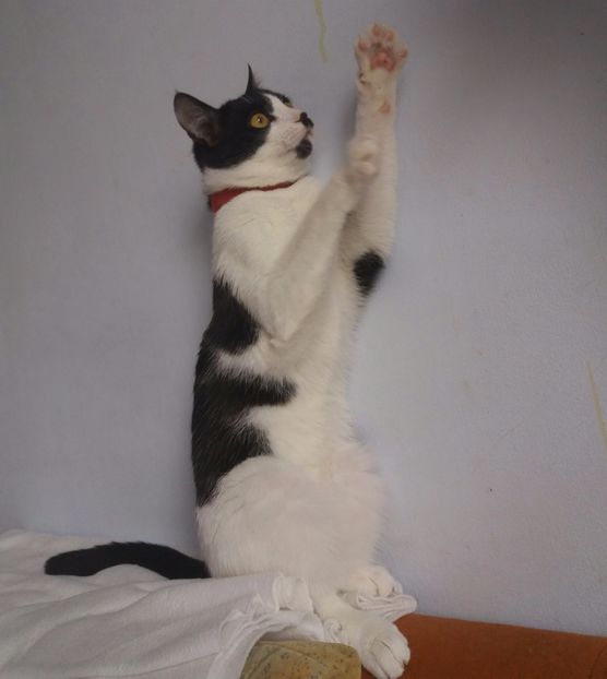  - Duracel în noiembrie 2017