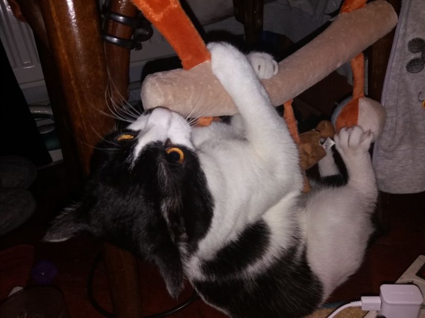  - Duracel în noiembrie 2017