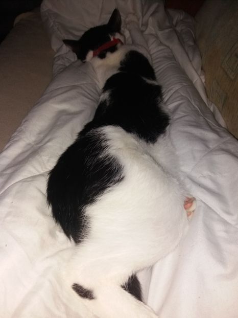  - Duracel în noiembrie 2017