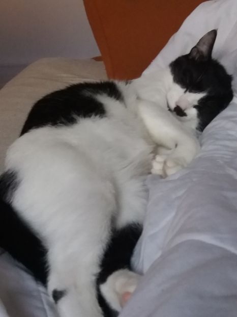  - Duracel în noiembrie 2017