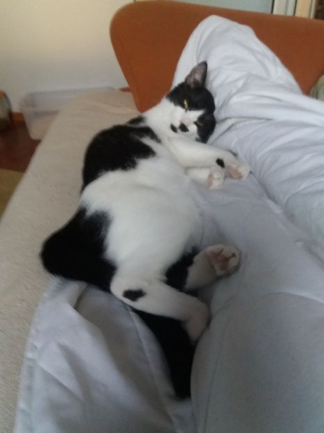  - Duracel în noiembrie 2017