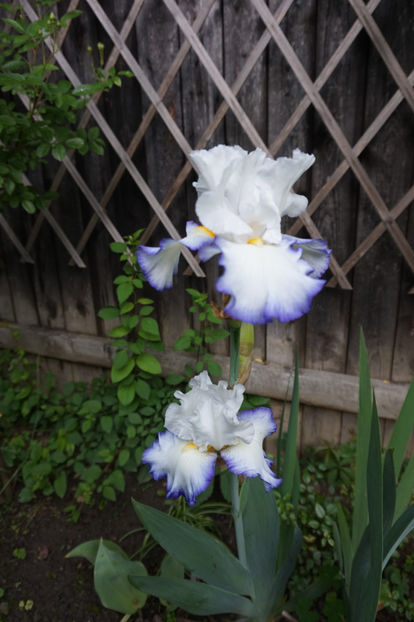 Conjuration - Irisi 2017