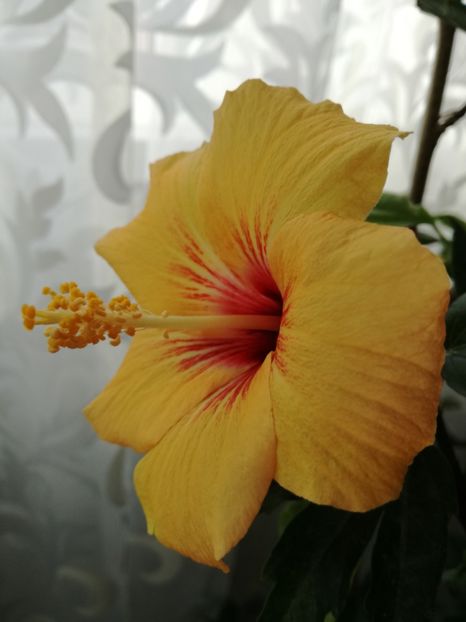  - 2017 Cuban Variety