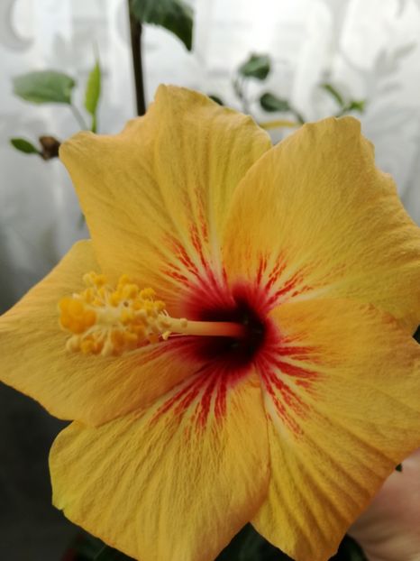  - 2017 Cuban Variety