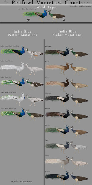 Patterns and colors - PĂUNI - Reproducție și genetică