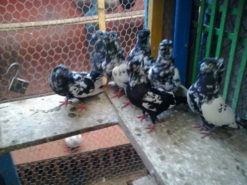 2016-11-24 14.09.46 - GENETICA