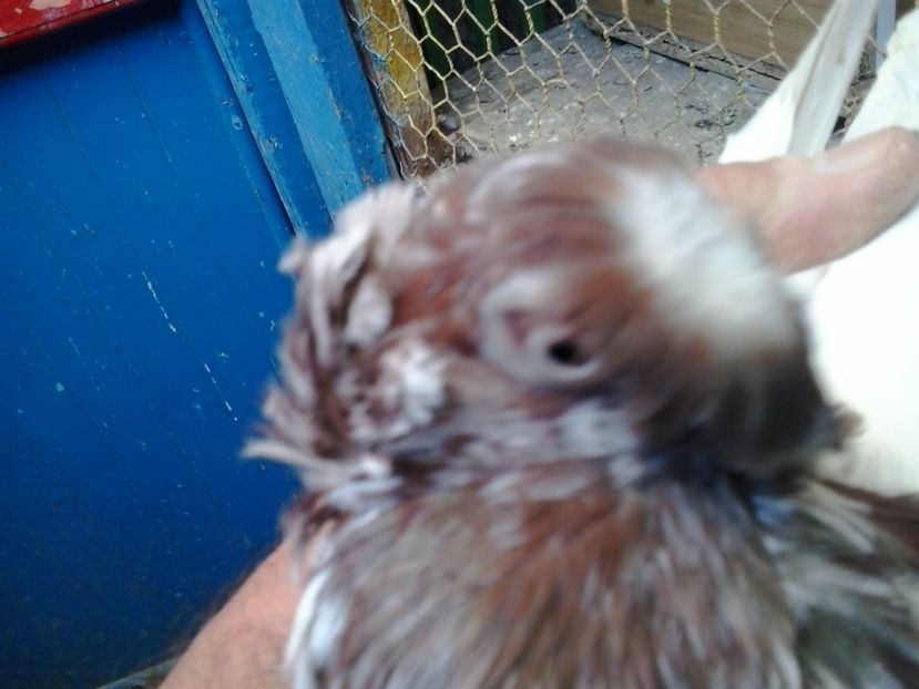 2016-11-22 13.07.10 - GENETICA