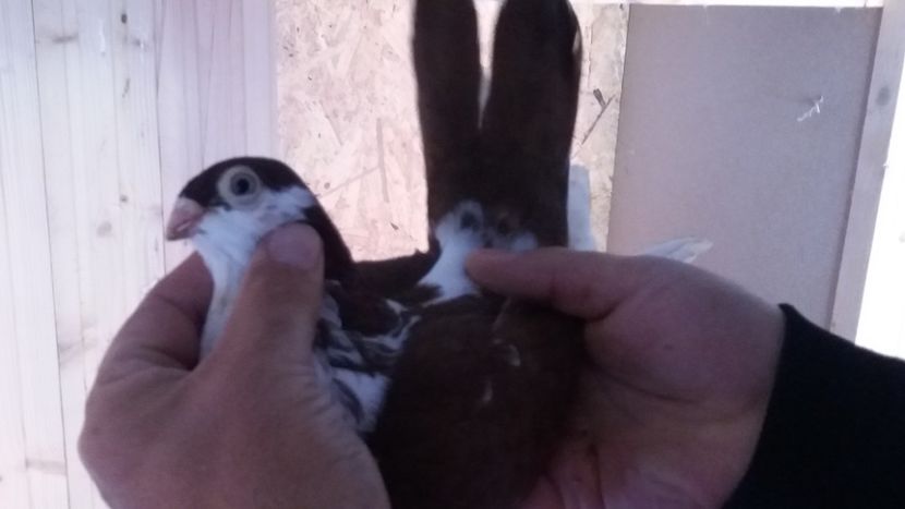 M Disponibil - Galateni pe Rosu pentru 2019