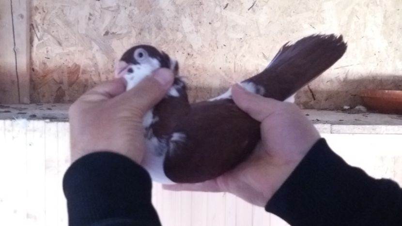  - Galateni pe Rosu pentru 2019