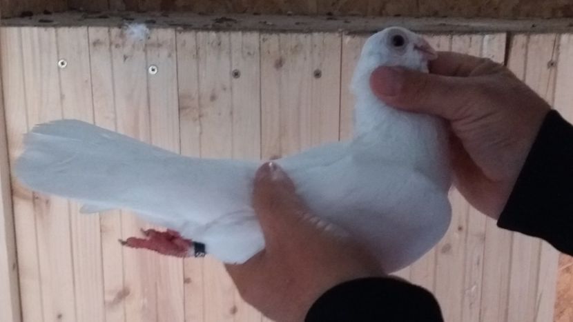  - Galateni pe Rosu pentru 2019