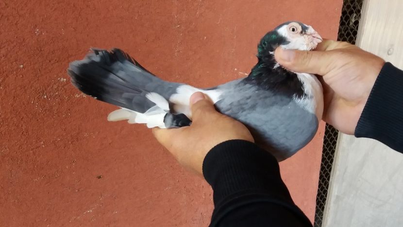  - Galateni pe vanat 2019