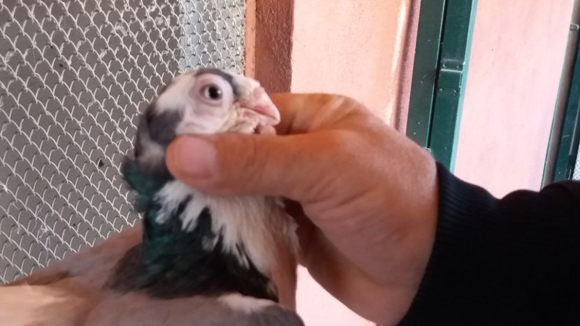  - Galateni pe vanat 2019