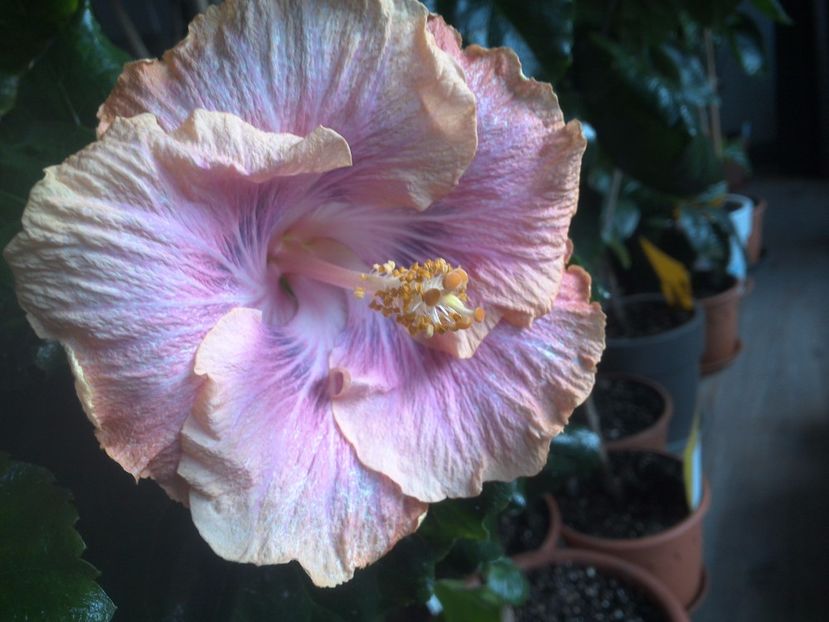 WIN_20171125_083056 - Silver Memories