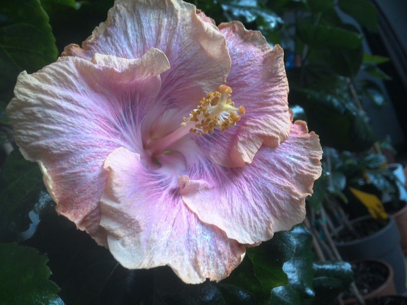 WIN_20171125_083111 - Silver Memories