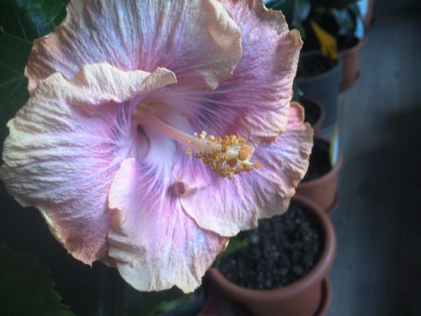 WIN_20171125_083218 - Silver Memories