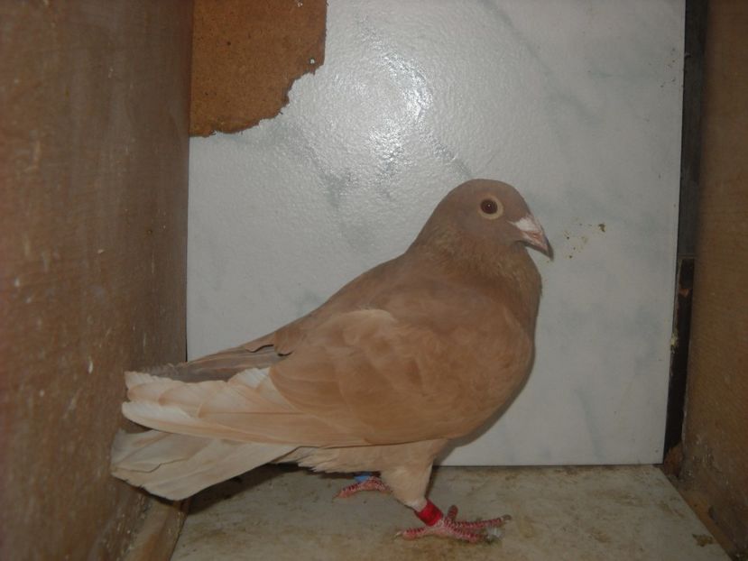 M.2017 - PORUMBEI VANDUTI