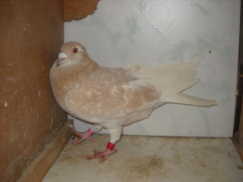 F.2017 - PORUMBEI VANDUTI