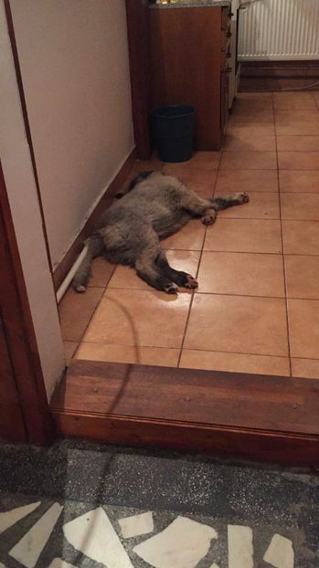 25.11.2017 "e rost de haleala aici!" - MARA DE CROITORU