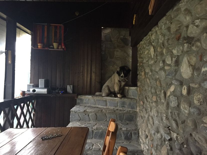 25.11.2017 Mara la 3 luni jumate - MARA DE CROITORU