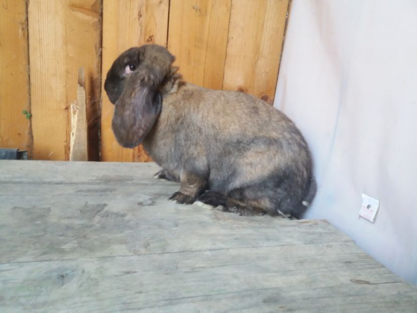 25.11.2017 - a_F_THURINGER_C