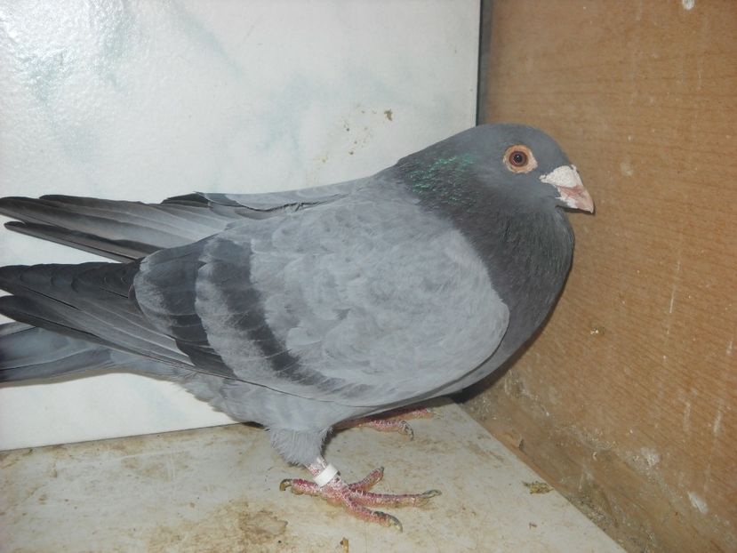 M.2010 -EDI VIJIAC - UNDEVA IN SUCEAVA arhiva