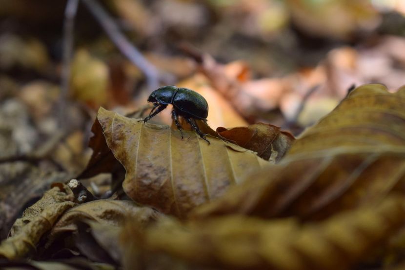  - Frumusetea toamnei