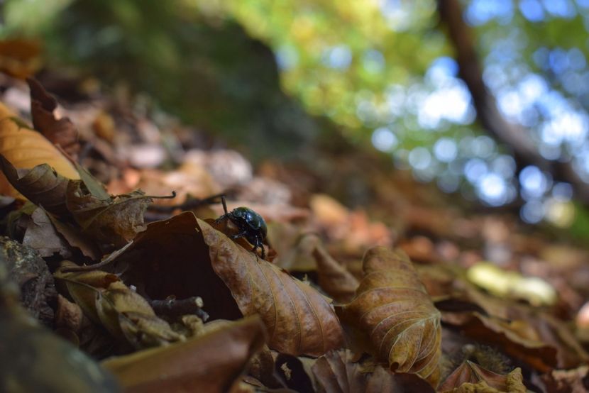  - Frumusetea toamnei