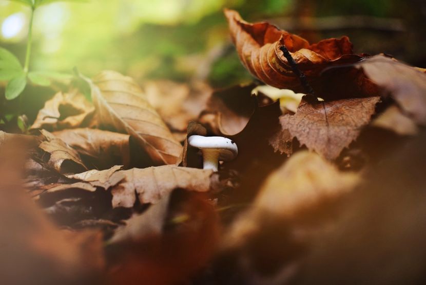  - Frumusetea toamnei