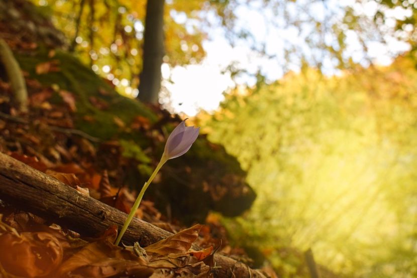 Brandusa de toamna - Frumusetea toamnei